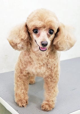 森崎ネネちゃん