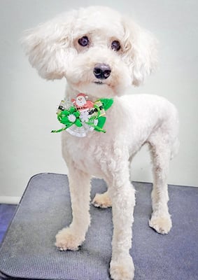 時任マロンちゃん