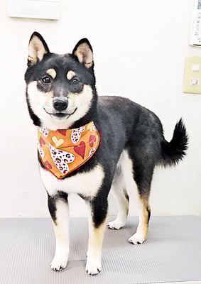 平野れんちゃん