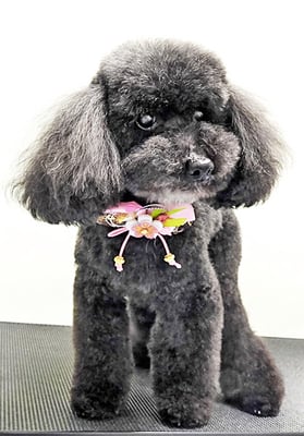 藤村スピナちゃん