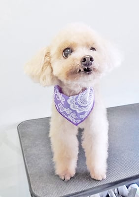 野口ティガちゃん