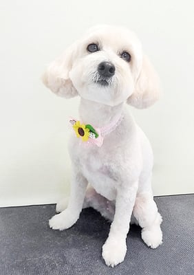 中川アロハちゃん