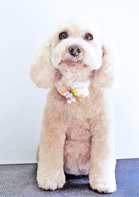 長谷ネネちゃん