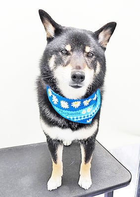 貴島ボタンちゃん