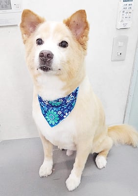 田崎くじらちゃん