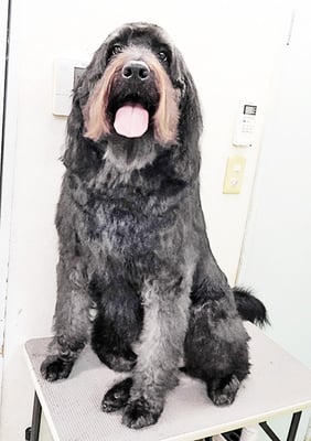 田代ロッティちゃん