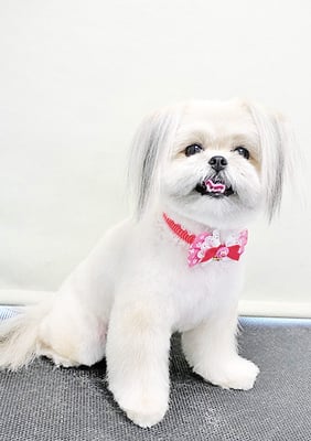 太崎ちゅらちゃん