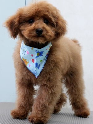 森田諭吉ちゃん