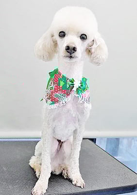 室ポン太ちゃん