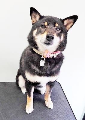 貴島ボタンちゃん