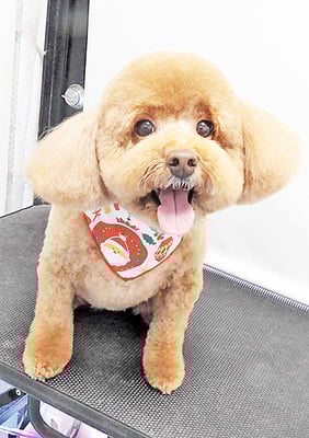 木村プリンちゃん