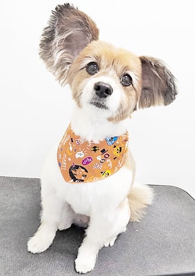 玉利ゆずちゃん