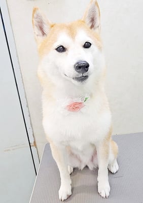 小村ゆずちゃん