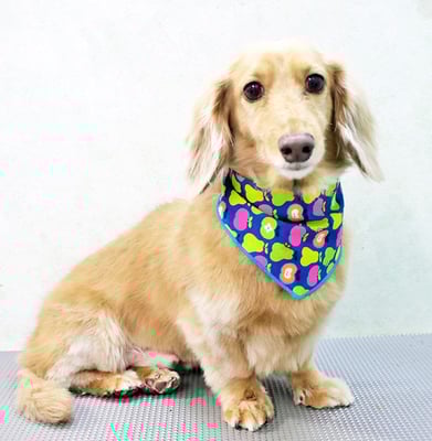 片山マルルちゃん