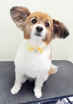 玉利ユズちゃん