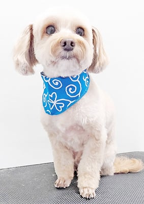 前原クッキーちゃん