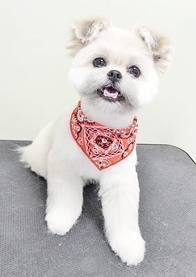 太崎ちゅらちゃん