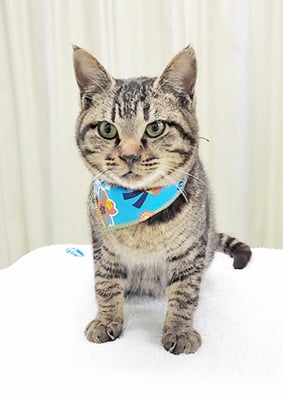 竹間レオちゃん