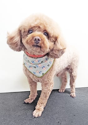 新屋敷コウちゃん