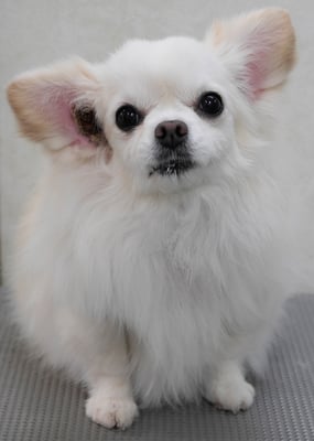 森崎ヒメちゃん