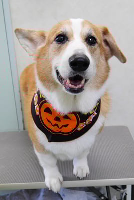 西方レオちゃん