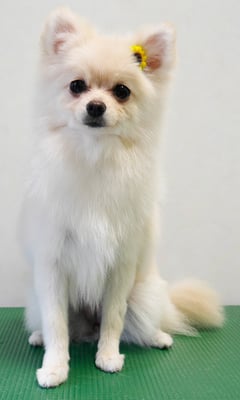 千葉チビちゃん