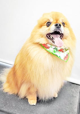 大井ポンタちゃん