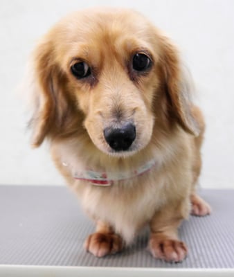 西山アニーちゃん