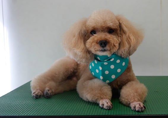 肥田クゥちゃん