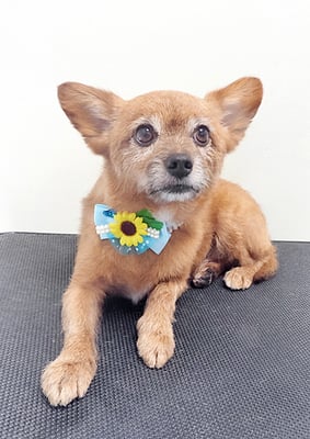 助村ルウちゃん