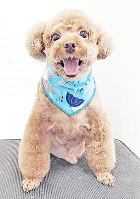 新屋敷コウちゃん