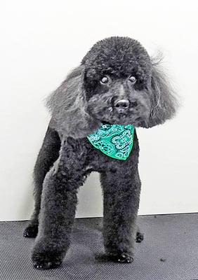 上村エイトちゃん