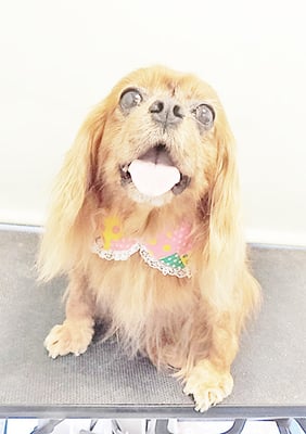 橋口ルビーちゃん