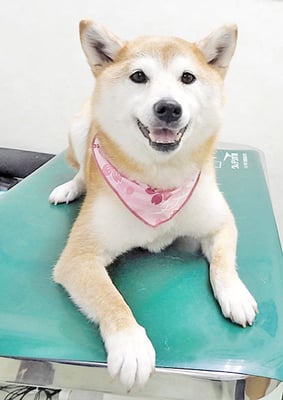 川﨑すももちゃん