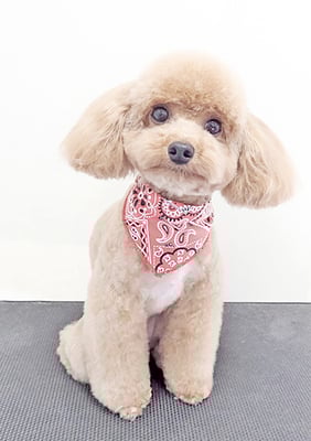 田淵マロンちゃん