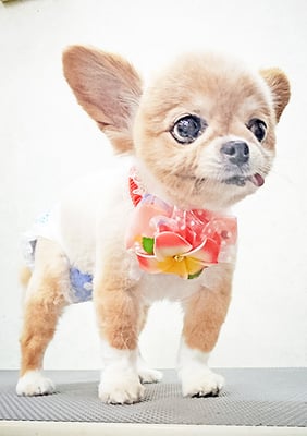 川田オカンちゃん