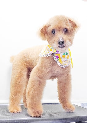 前田ソルファちゃん