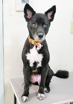 鳥越アリスちゃん