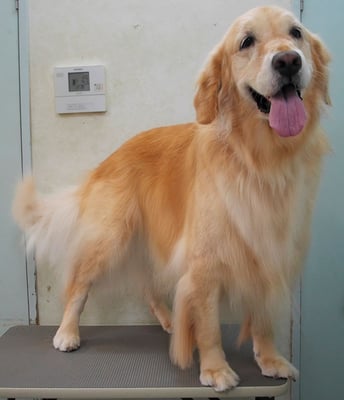 美代ジューンちゃん