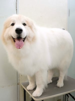 田代メイちゃん