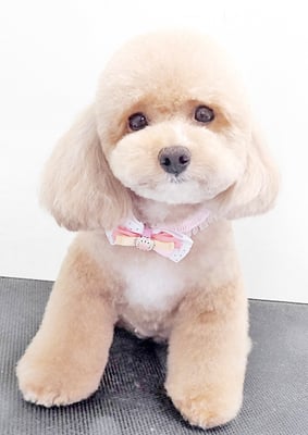 丸山小琴ちゃん