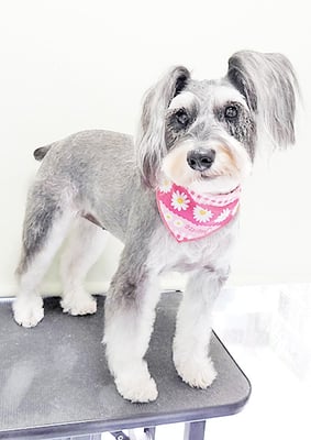 迫田プーちゃん