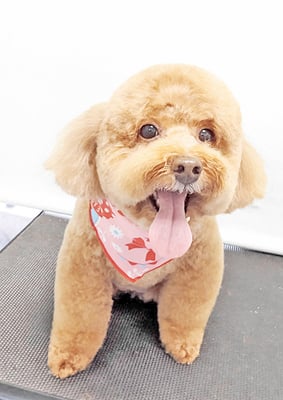 木村プリンちゃん