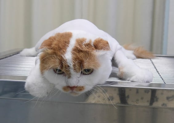 髙木マハロちゃん(カット後)