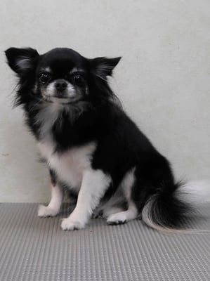 森崎クロちゃん