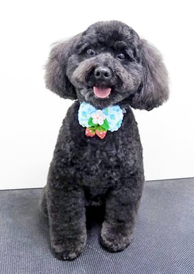 本坊ダノちゃん