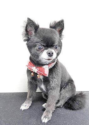 森崎シロちゃん