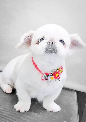 本多かずはちゃん