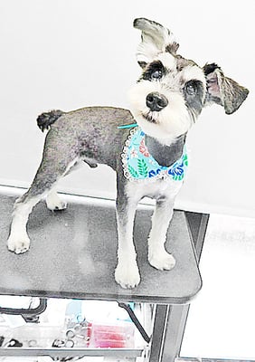 新田ジジちゃん