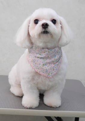 田代ジャスミンちゃん